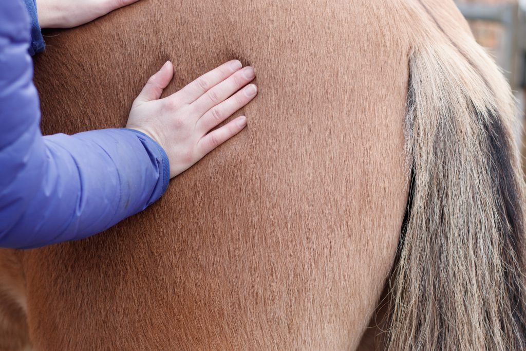 paardenmassage - paarden helpen ontspannen