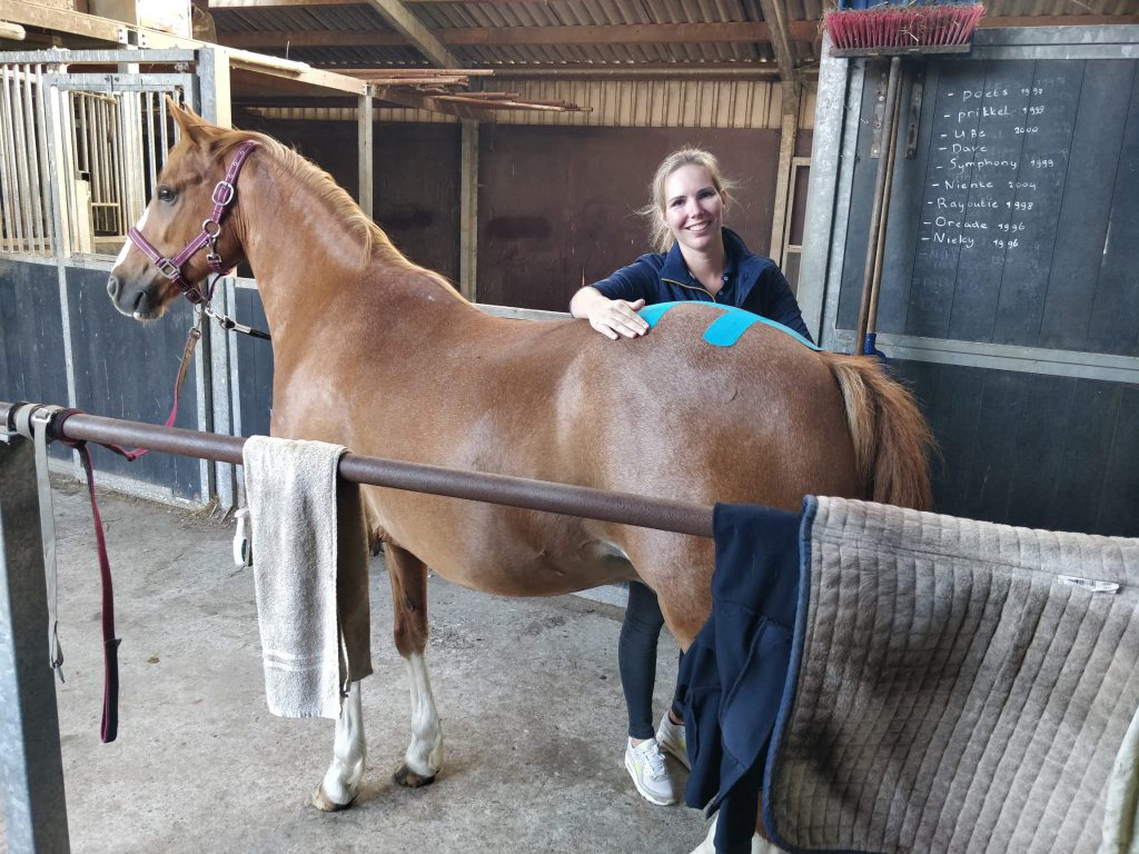 paardenmassage - paardentape-  zuid-holland
healthy horse affairs
