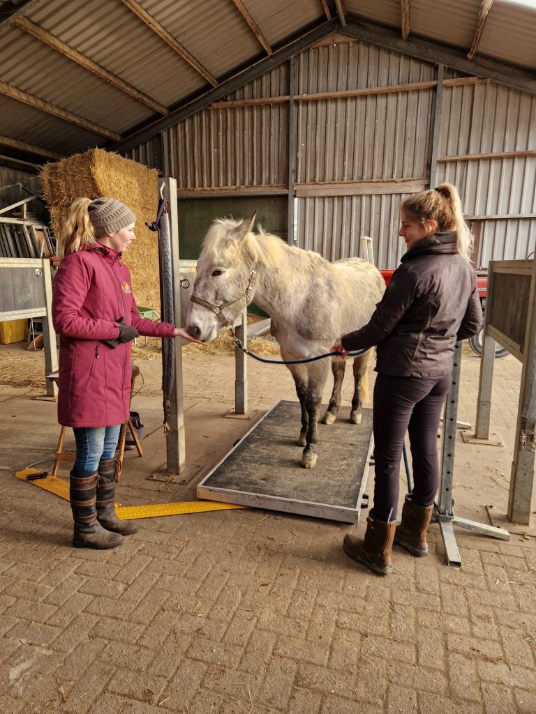 paardenweegschaal zuid-holland
healthy horse affairs