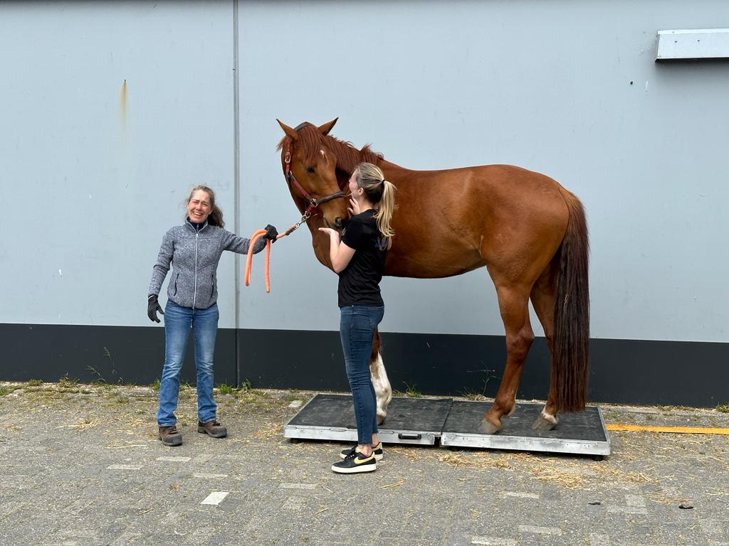 paardenweegschaal zuid-holland
healthy horse affairs